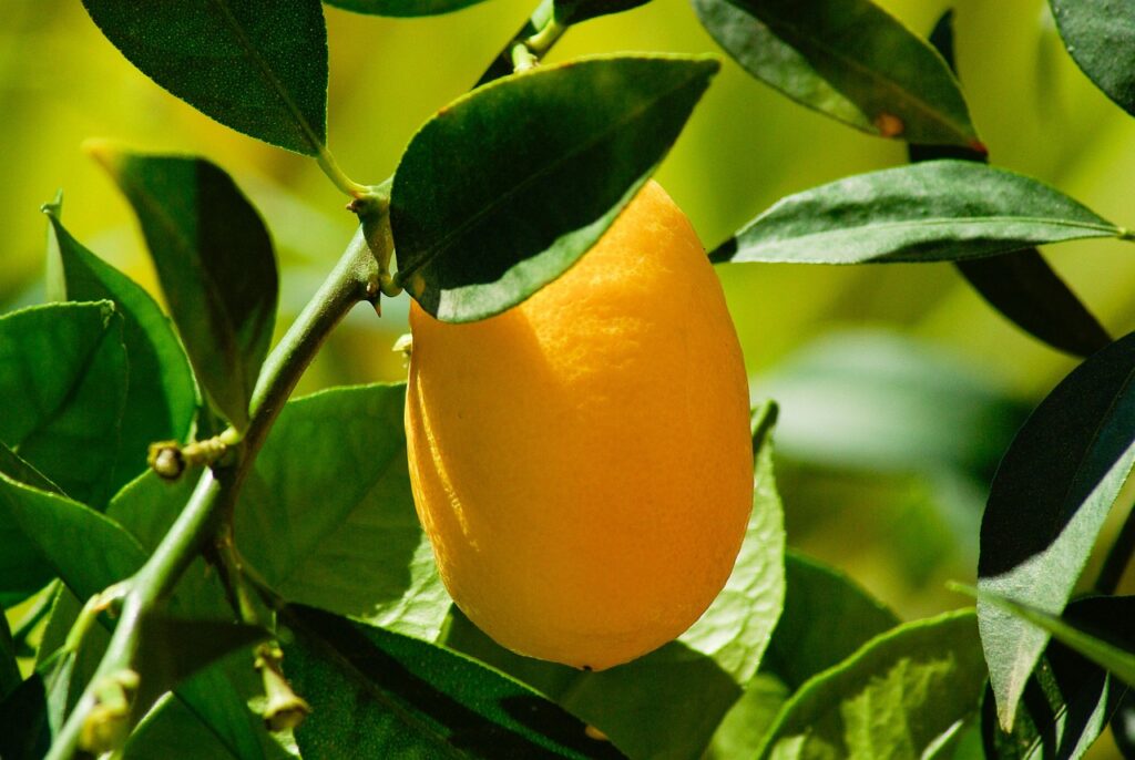 Limone che non cresce? Forse manca questo minerale