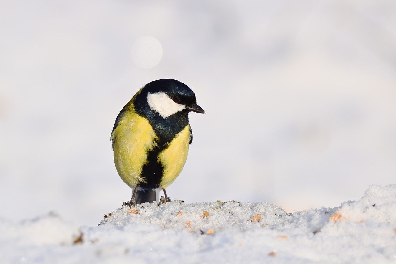 Uccellini che si nutrono da un mangiafuoco in un giardino innevato.