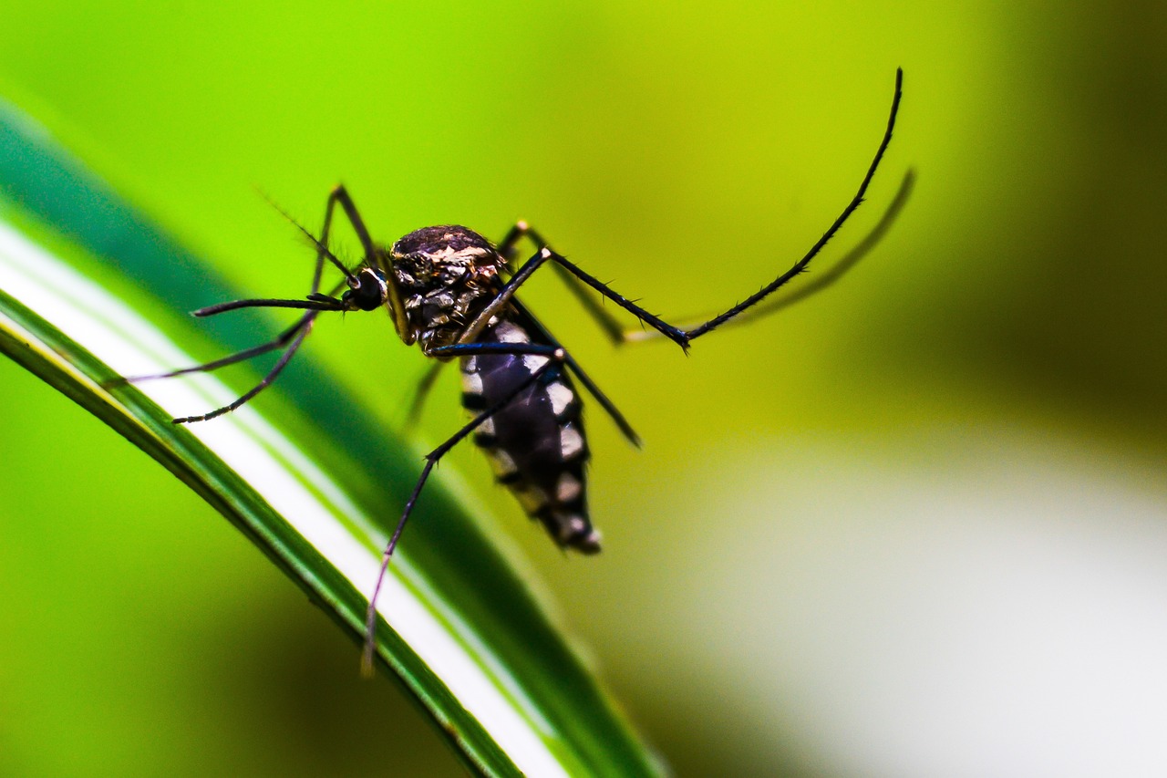 Zanzara tigre su una foglia, metodo per eliminarla dal giardino illustrato nell'articolo.
