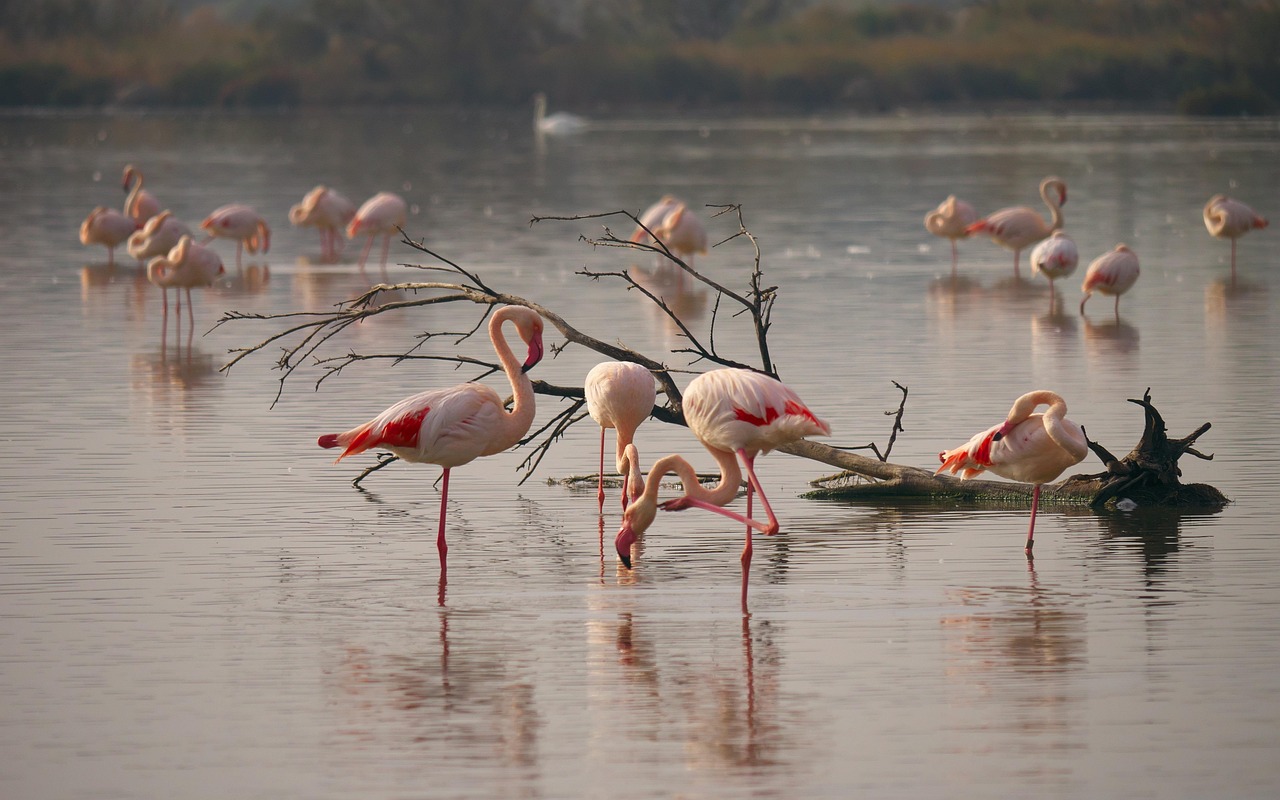 Fenicotteri rosa in volo su un lago italiano, simbolo della natura incontaminata.