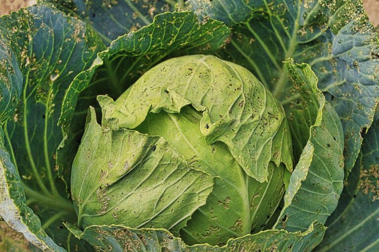 Bruchi sui cavoli: il trucco con bacillus thuringiensis che li elimina in 48 ore
