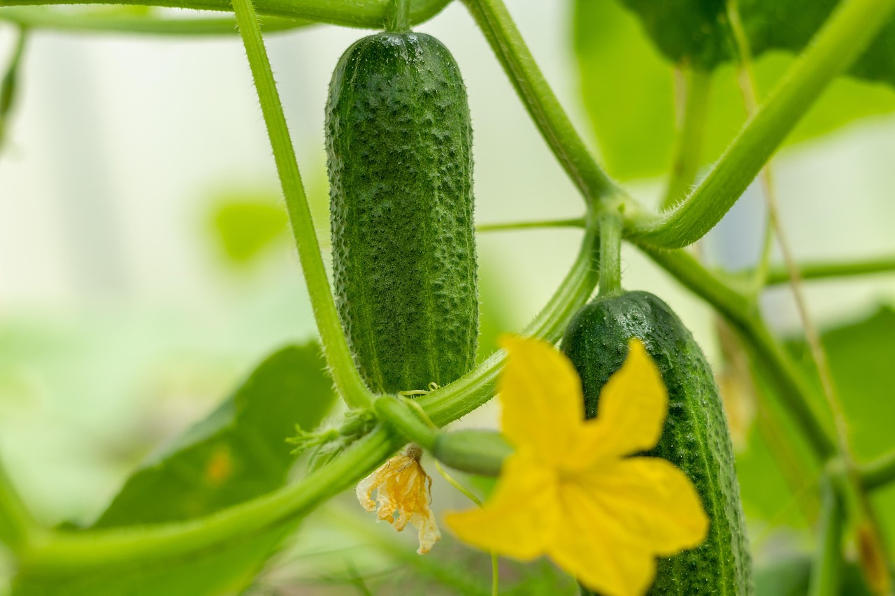 Cetrioli in giardino con foglie ingiallite, simbolo di crescita compromessa.
