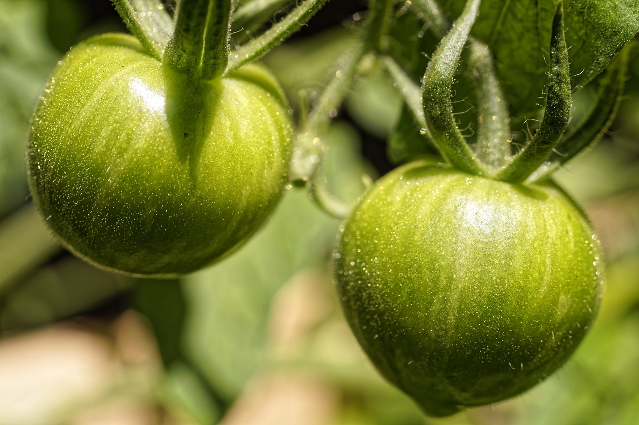 Cimici verdi su pianta di pomodoro, illustrando il problema e la cura naturale.