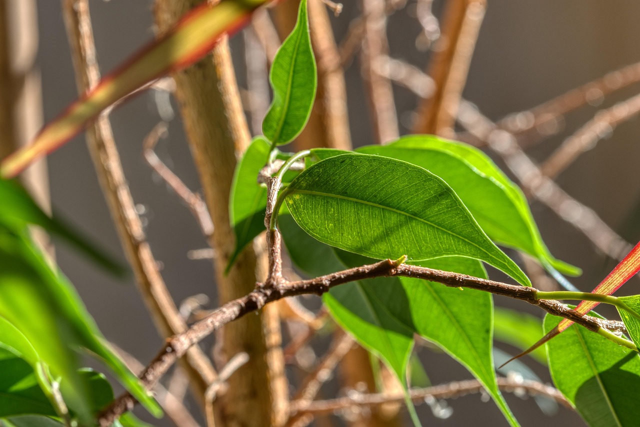 Ficus elastica con foglie piegate, simbolo di stress o adattamento della pianta.