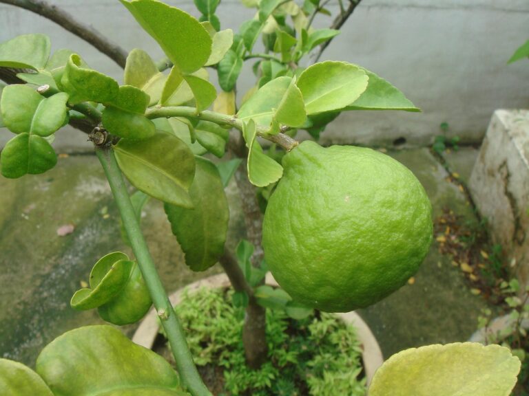 Il concime sbagliato per il limone: ecco perché non fiorisce