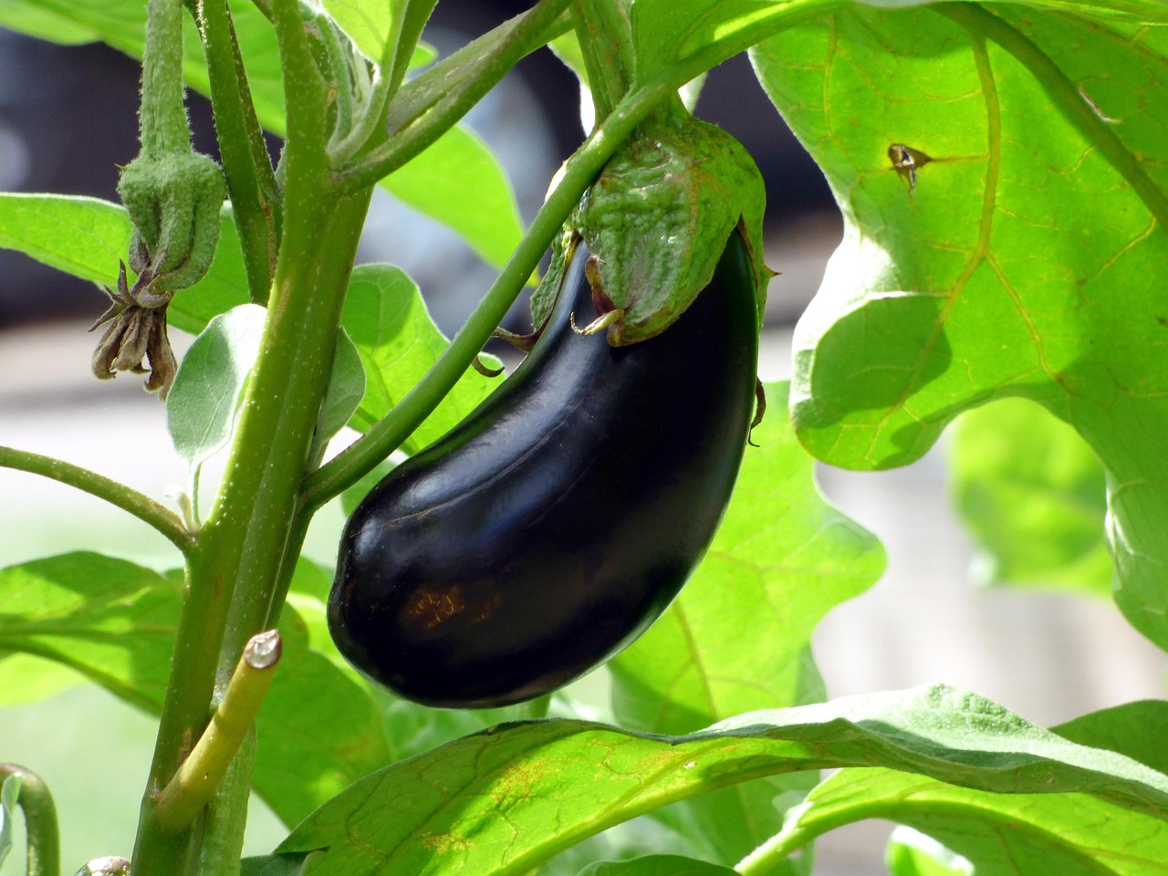 Melanzane mature in un campo, evidenziando il raccolto scarso e la cura necessaria per una buona coltivazione.