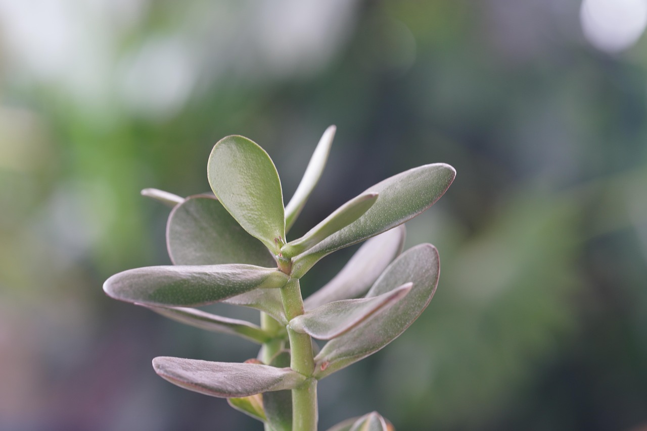 Peperomia in vaso con foglie verdi, evidenziando l'importanza di un'irrigazione equilibrata.