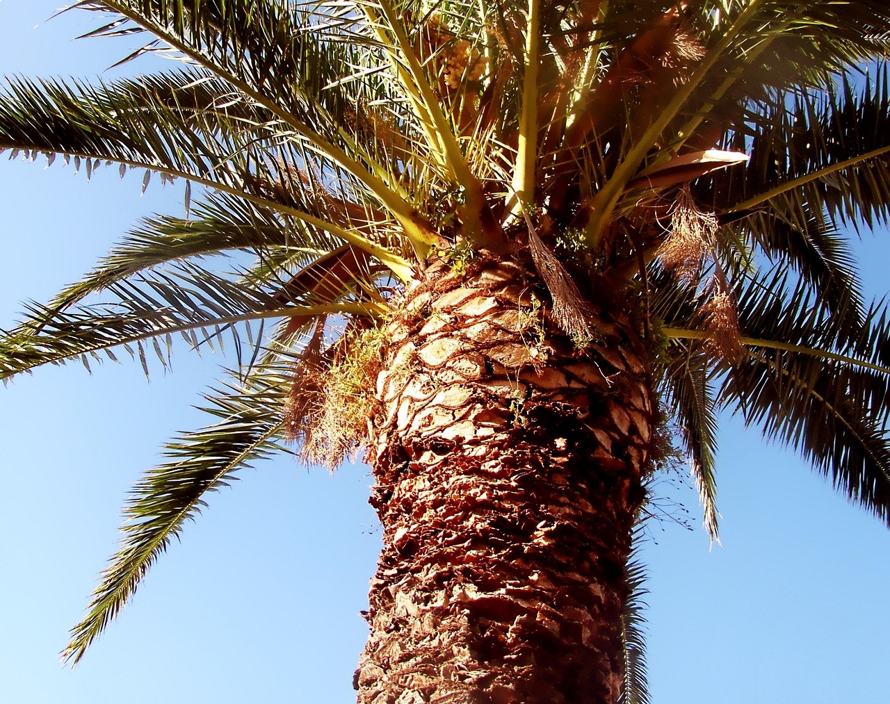 Punteruolo rosso delle palme su una foglia, evidenziando i danni causati alla pianta.