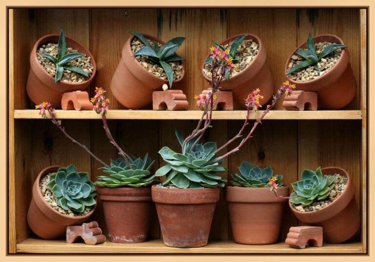 Succulente che marciscono: il motivo più comune