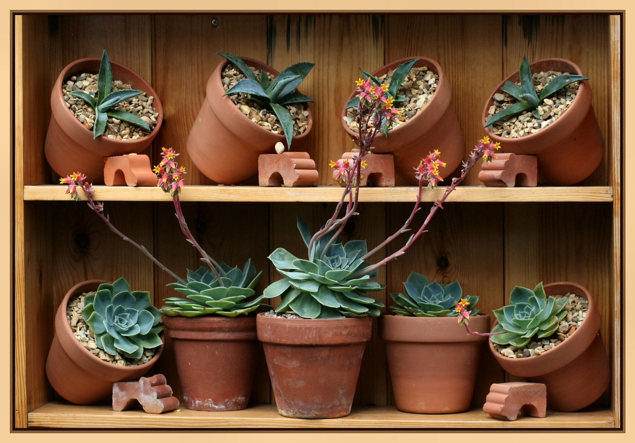 Succulente appassite in vaso, evidenziando segni di marciume radicale.